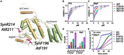 Impact of Porphyrin Binding to GENOMES UNCOUPLED 4 on Tetrapyrrole Biosynthesis in planta